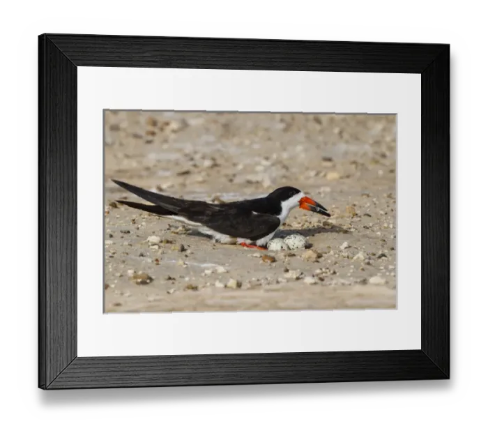 Framed Print : Black Skimmer (Rynchops niger) on nest Framed Print : Black Skimmer (Rynchops niger) on nest