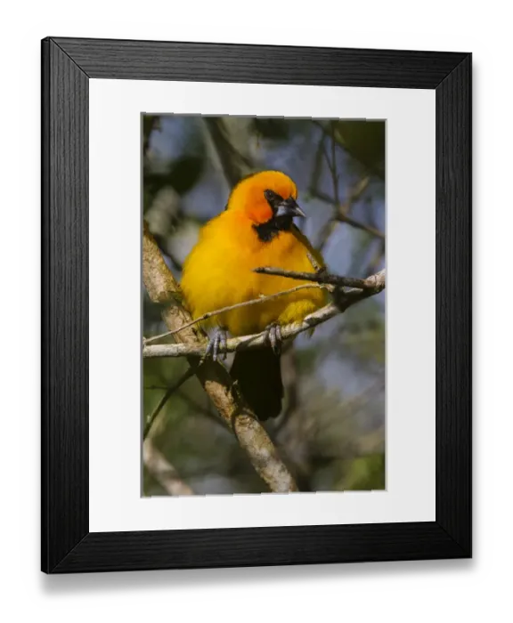 Framed Print : Altamira Oriole (Icterus gularis)