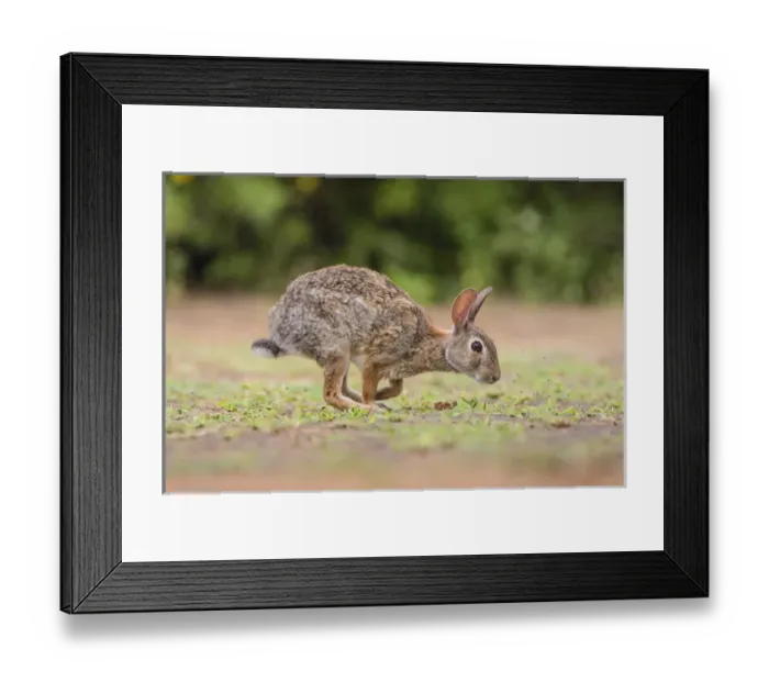 Framed Print : Eastern Cottontail (Sylvilagus floridanus) running