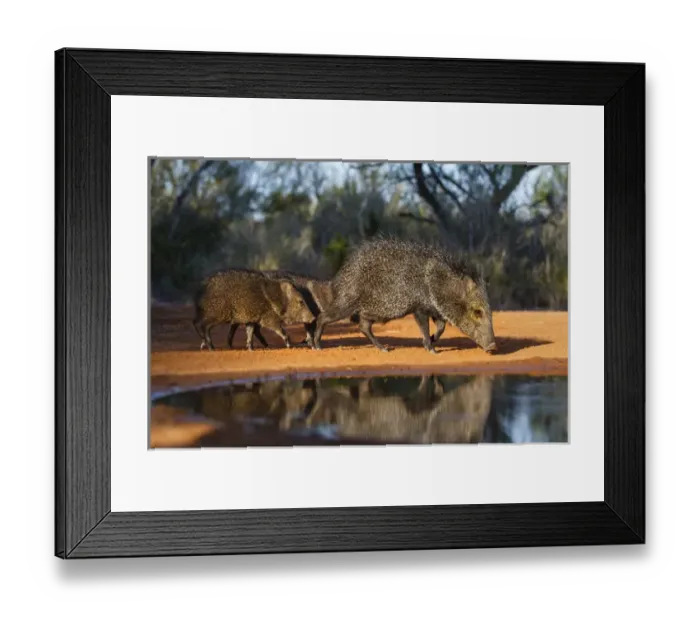 Framed Print : Collared Peccary (Pecari tajacu) family at pond Framed Print : Collared Peccary (Pecari tajacu) family at pond