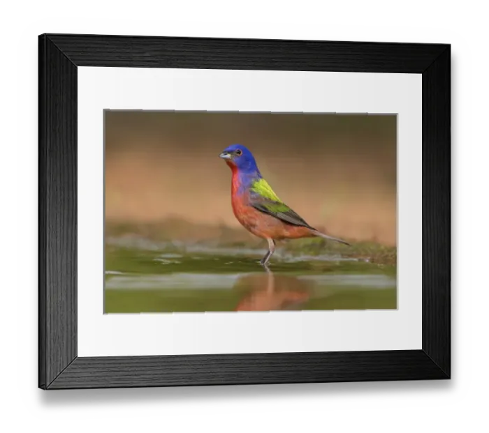 Framed Print : Painted Bunting (Passerina ciris) male bathing in ranch pond Framed Print : Painted Bunting (Passerina ciris) male bathing in ranch pond