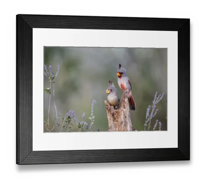 Framed Print : Pyrrhuloxia (Cardinalis sinuatus) male and female perched
