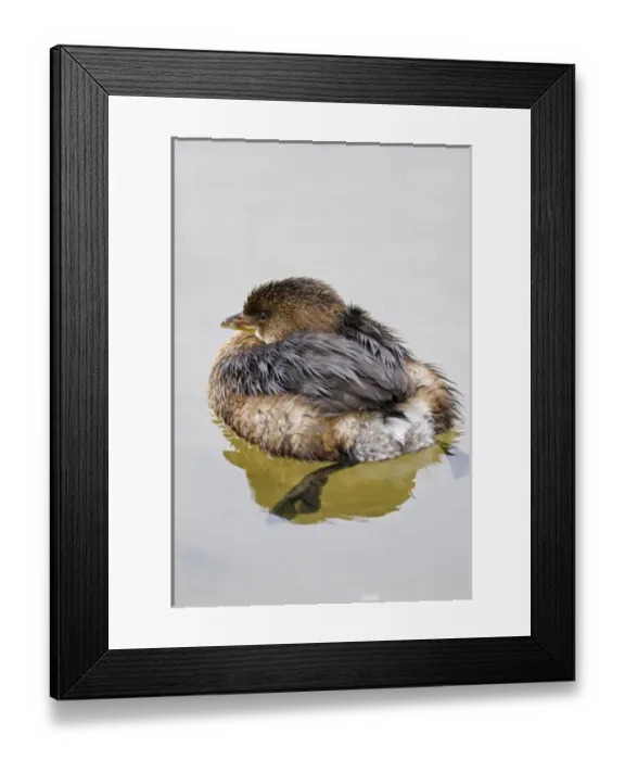Framed Print : Pied-billed Grebe (Podilymbus podiceps) swimming Framed Print : Pied-billed Grebe (Podilymbus podiceps) swimming