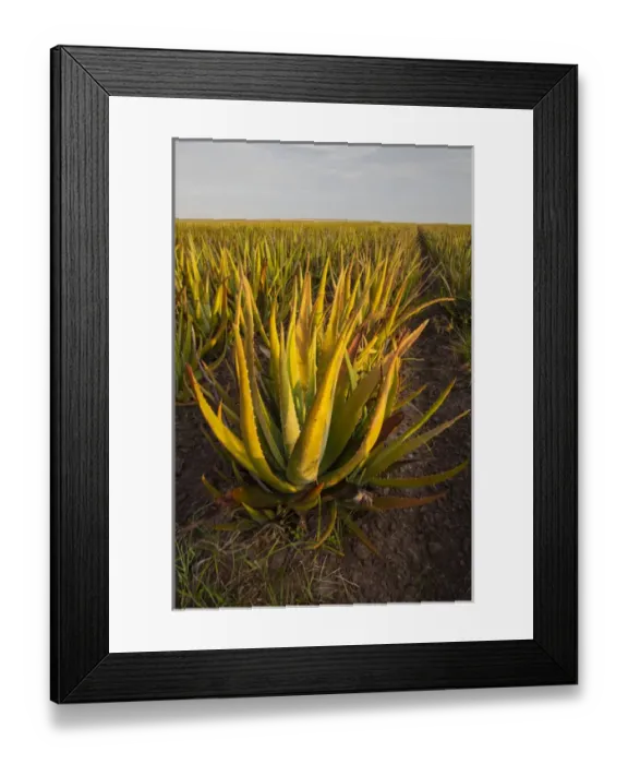 Framed Print : Aloe (Aloe very) growing as a crop Framed Print : Aloe (Aloe very) growing as a crop