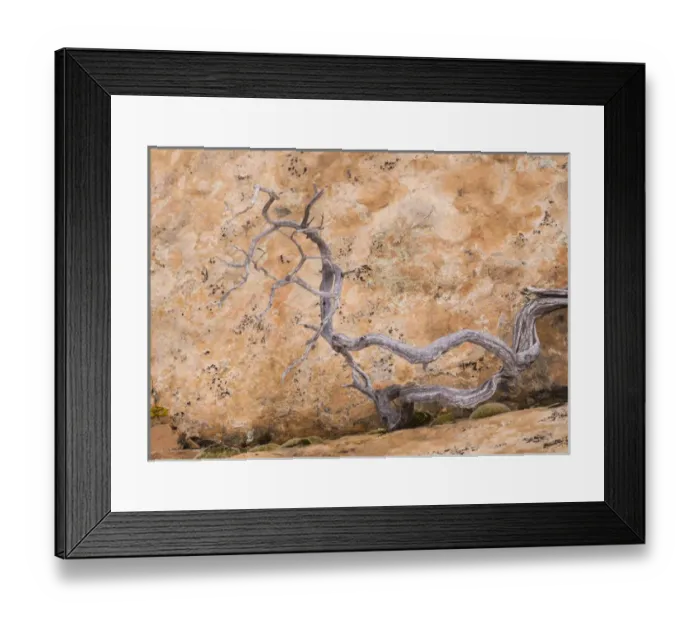 Framed Print : USA, Utah, Dixie National Forest. Twisted dead branch and sandstone rock wall. Credit as Framed Print : USA, Utah, Dixie National Forest. Twisted dead branch and sandstone rock wall. Credit as