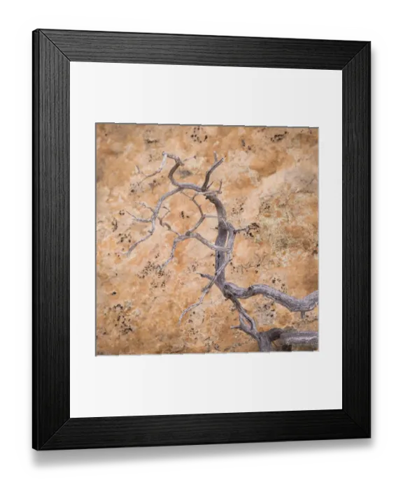 Framed Print : USA, Utah, Dixie National Forest. Twisted dead branch and sandstone rock wall. Credit as Framed Print : USA, Utah, Dixie National Forest. Twisted dead branch and sandstone rock wall. Credit as