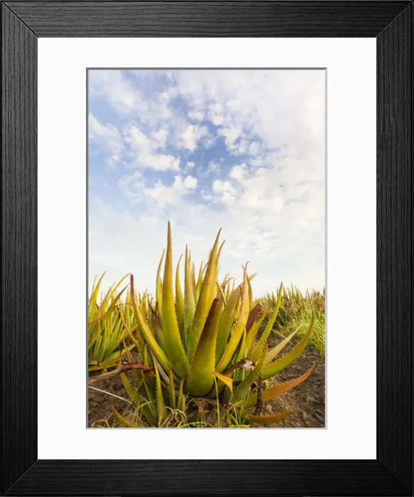 Framed Print : Aloe (Aloe very) growing as a crop Framed Print : Aloe (Aloe very) growing as a crop