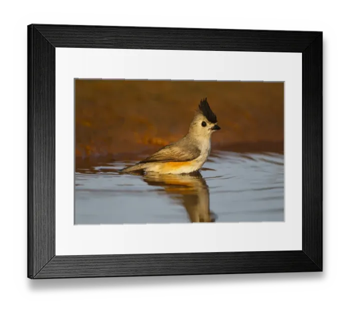 Framed Print : Black-crested Titmouse (Baeolophus atricristatus) male bathing Framed Print : Black-crested Titmouse (Baeolophus atricristatus) male bathing