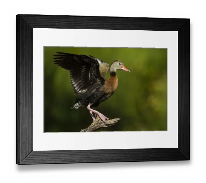 Framed Print : Black-bellied Whistling Duck (Dendrocygnus autumnalis) adult perched in tree Framed Print : Black-bellied Whistling Duck (Dendrocygnus autumnalis) adult perched in tree
