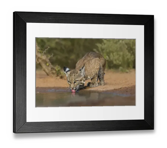 Framed Print : Bobcat (Lynx rufus) drinking Framed Print : Bobcat (Lynx rufus) drinking
