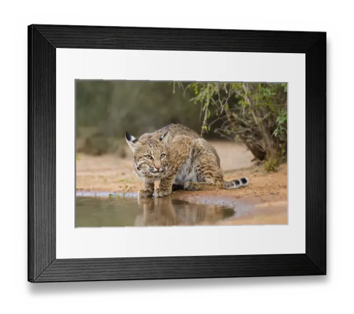 Framed Print : Bobcat (Lynx rufus) drinking