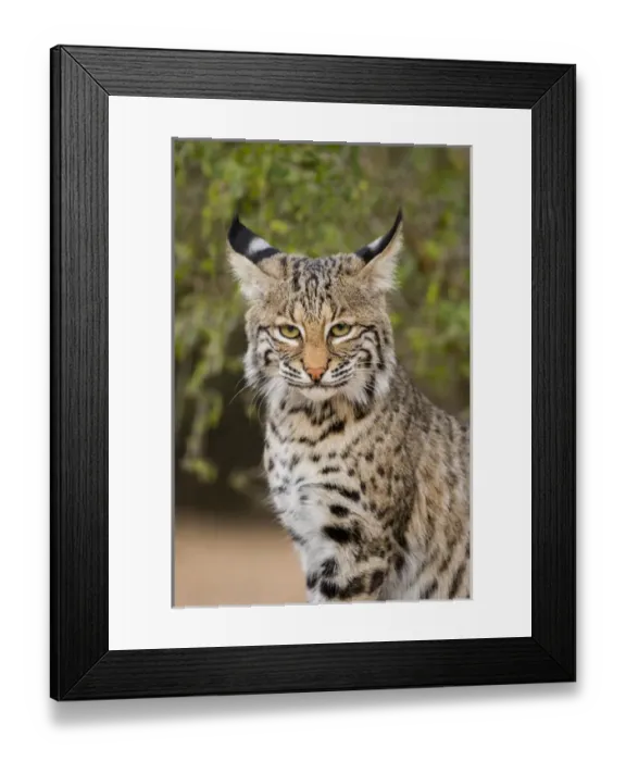 Framed Print : Bobcat (Lynx rufus) sitting Framed Print : Bobcat (Lynx rufus) sitting