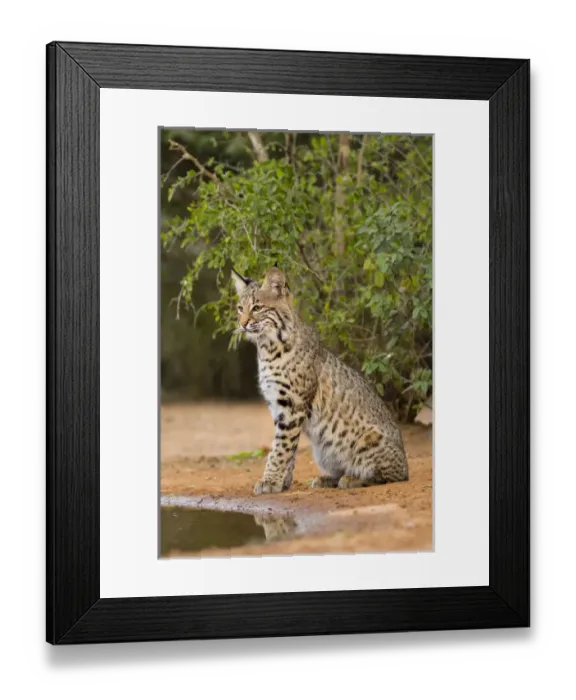 Framed Print : Bobcat (Lynx rufus) drinking Framed Print : Bobcat (Lynx rufus) drinking