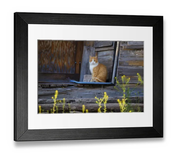 Framed Print : Cat (Felis catus) sitting on porch of old house Framed Print : Cat (Felis catus) sitting on porch of old house