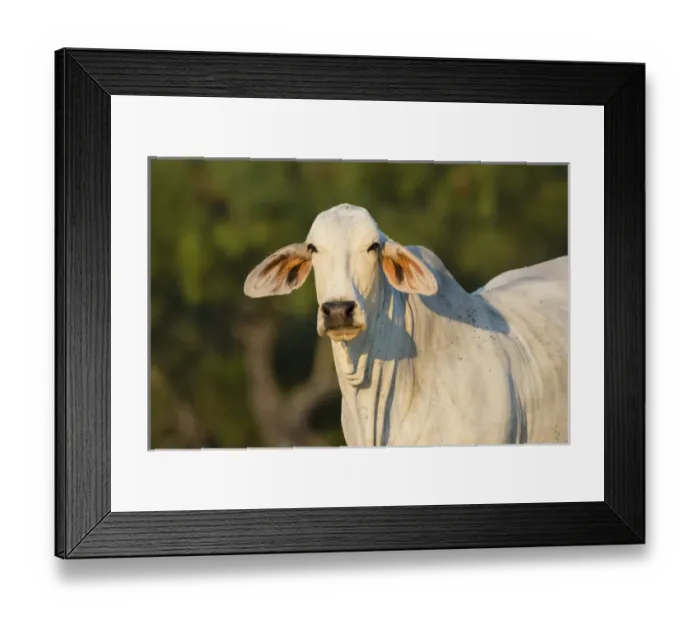 Framed Print : Brahma Cow