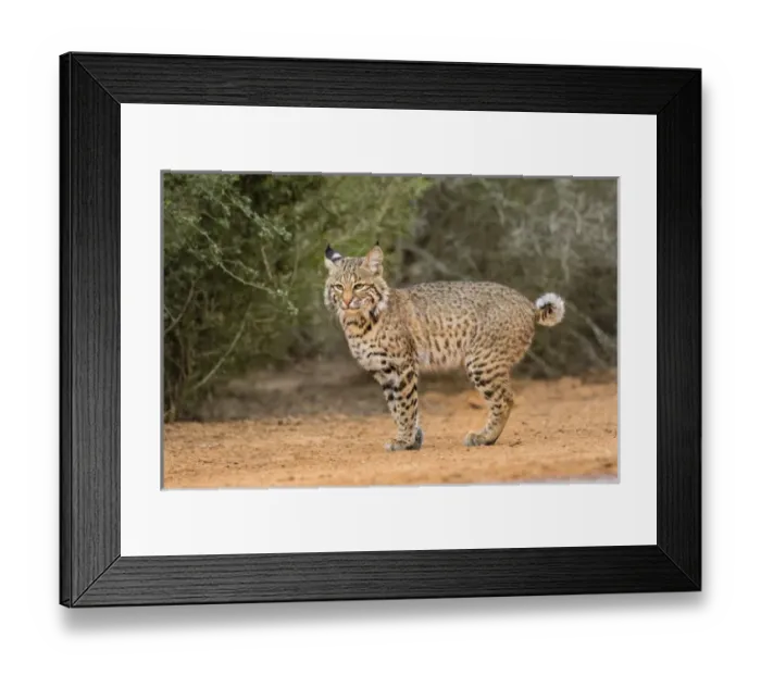 Framed Print : Bobcat (Lynx rufus) walking