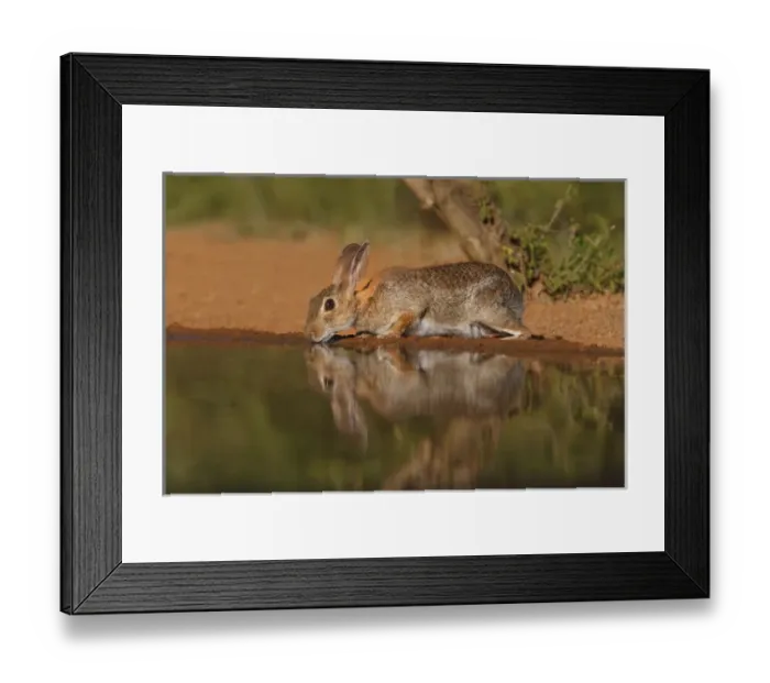 Framed Print : Eastern Cottontail Rabbit (Sylvilagus floridanus) drinking Framed Print : Eastern Cottontail Rabbit (Sylvilagus floridanus) drinking