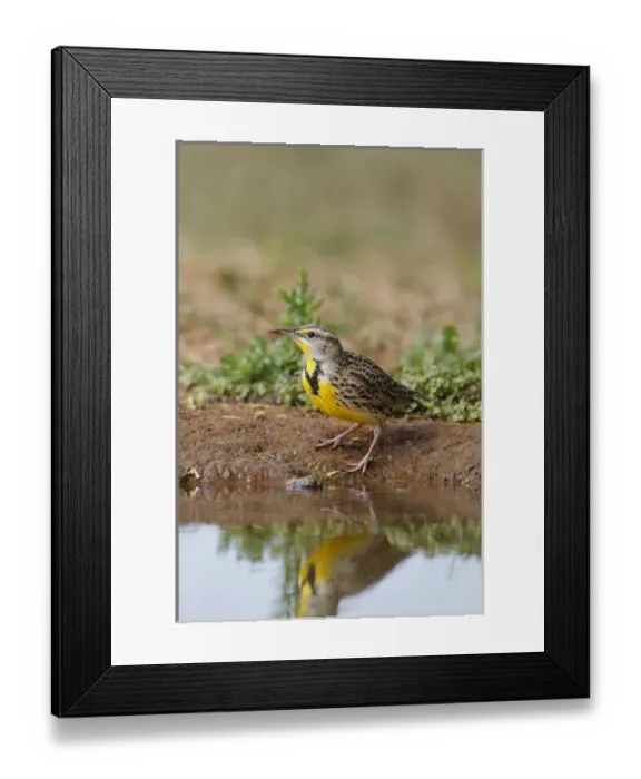 Framed Print : Eastern Meadowlark (Sturnella magna) drinking Framed Print : Eastern Meadowlark (Sturnella magna) drinking
