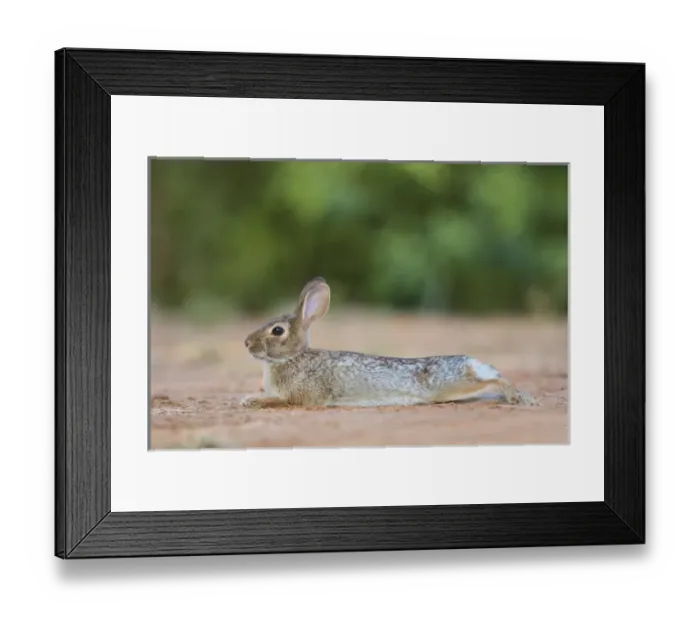Framed Print : Eastern Cottontail Rabbit (Sylvilagus floridanus) resting in shade