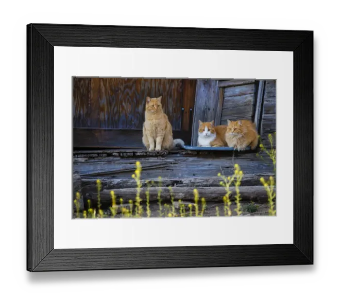Framed Print : Cat (Felis catus) sitting on porch of old house Framed Print : Cat (Felis catus) sitting on porch of old house