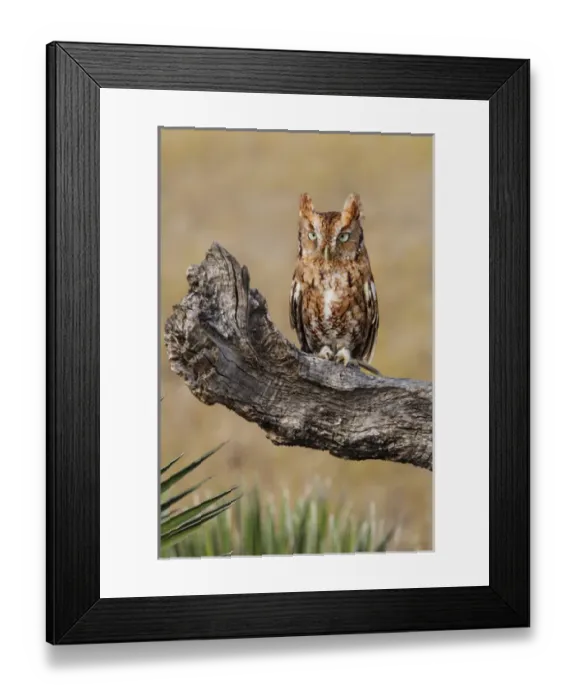 Framed Print : Eastern Screech Owl (Otus asio) roosting in tree
