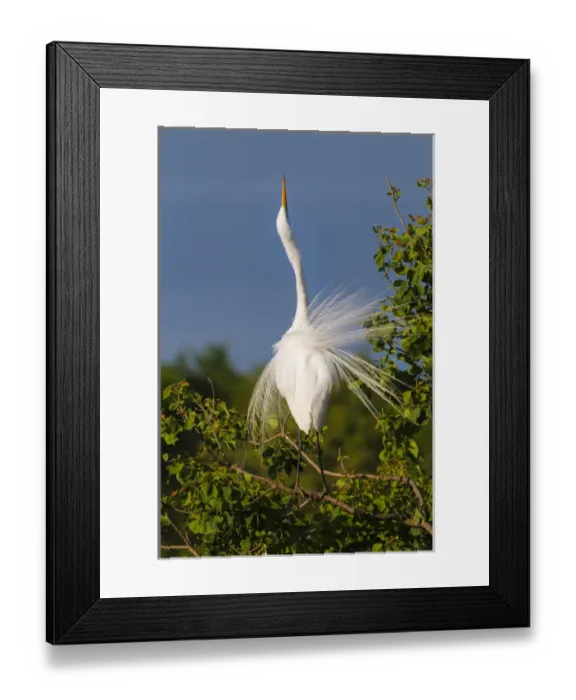 Framed Print : Great Egret (Ardea alba) adult displaying Framed Print : Great Egret (Ardea alba) adult displaying