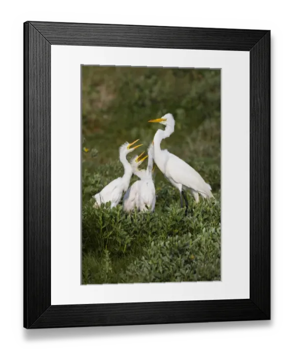 Framed Print : Great Egret (Ardea alba) feeding young