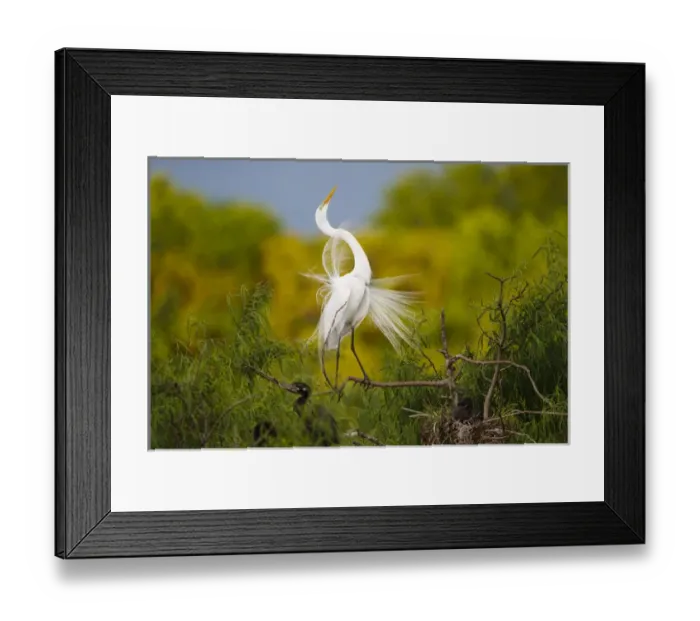 Framed Print : Great Egret (Ardea alba) adult displaying