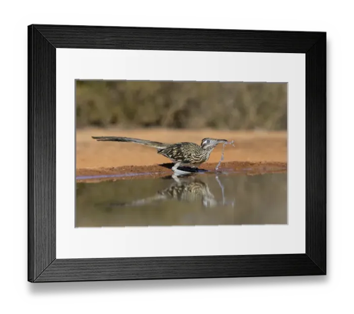 Framed Print : Greater Roadrunner (Geococcyx calfornianus) Framed Print : Greater Roadrunner (Geococcyx calfornianus)