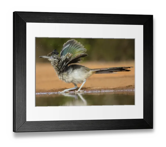 Framed Print : Greater Roadrunner (Geococcyx calfornianus) Framed Print : Greater Roadrunner (Geococcyx calfornianus)