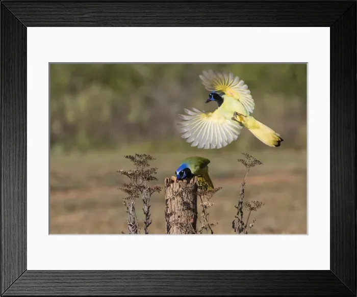Framed Print : Green Jay (Cyanocorax yncas) adult Framed Print : Green Jay (Cyanocorax yncas) adult