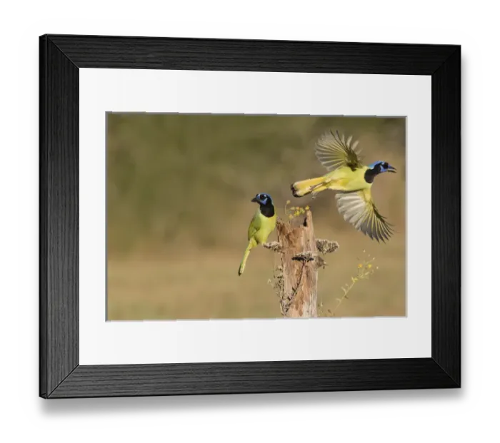 Framed Print : Green Jay (Cyanocorax yncas) adults Framed Print : Green Jay (Cyanocorax yncas) adults