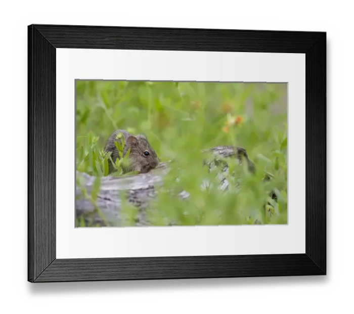 Framed Print : Hispid Cotton Rat (Sigmodon hispidus) feeding