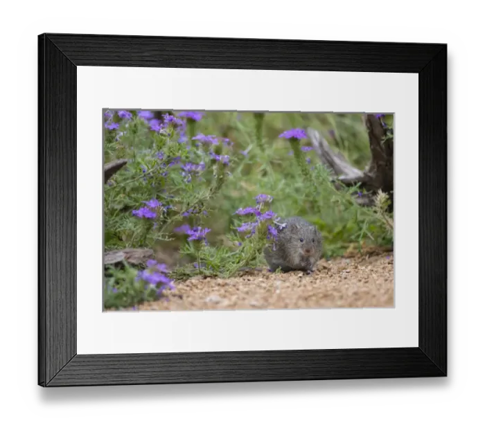 Framed Print : Hispid Cotton Rat (Sigmodon hispidus) feeding Framed Print : Hispid Cotton Rat (Sigmodon hispidus) feeding