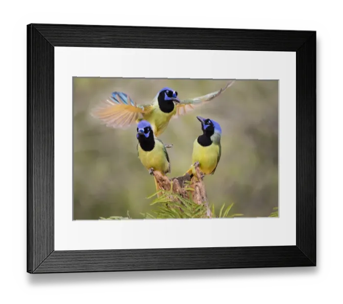 Framed Print : Green Jay (Cyanocorax yncas) adults fighting for a perch Framed Print : Green Jay (Cyanocorax yncas) adults fighting for a perch