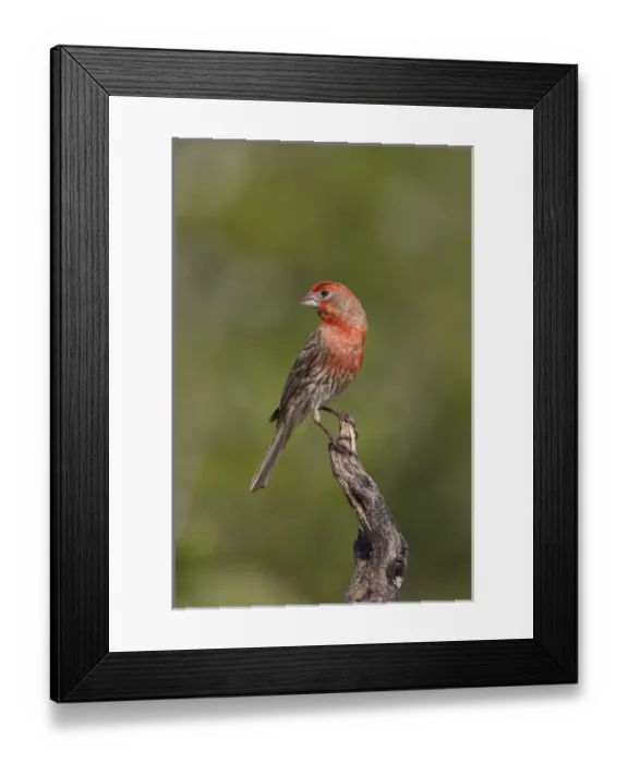 Framed Print : House Finch (Carpodacus mexicanus) male perched