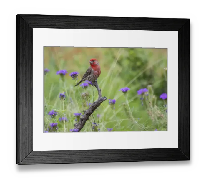 Framed Print : House Finch (Carpodacus mexicanus) male perched
