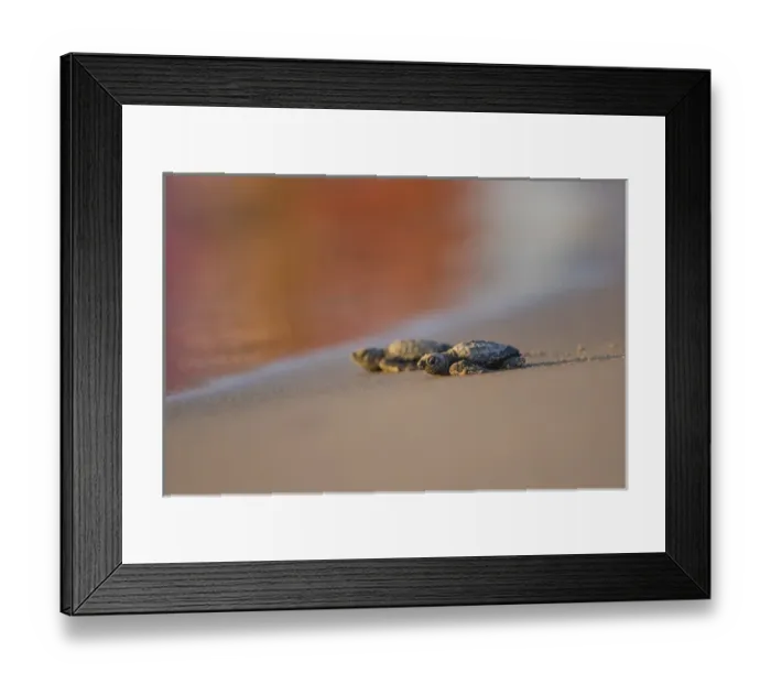Framed Print : Kemps Ridley Sea Turtue (Lepidochelys kempii) hatchling Framed Print : Kemps Ridley Sea Turtue (Lepidochelys kempii) hatchling