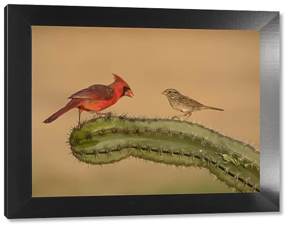 Lincolns Sparrow (Melospiza lincolnii) with northern cardinal on cactus