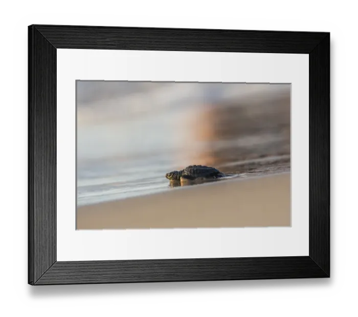 Framed Print : Kemps Ridley Sea Turtue (Lepidochelys kempii) hatchling Framed Print : Kemps Ridley Sea Turtue (Lepidochelys kempii) hatchling