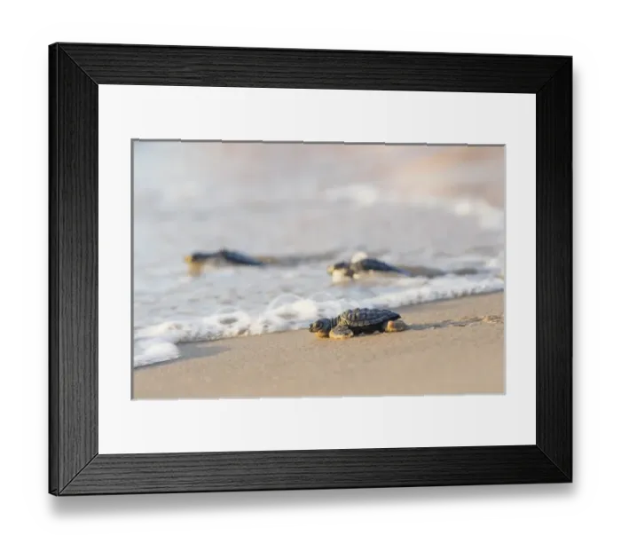 Framed Print : Kemps Ridley Sea Turtue (Lepidochelys kempii) hatchling
