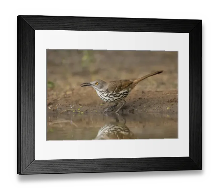Framed Print : Long-billed Thrasher (Toxostoma longirostris) drinking and bathing Framed Print : Long-billed Thrasher (Toxostoma longirostris) drinking and bathing