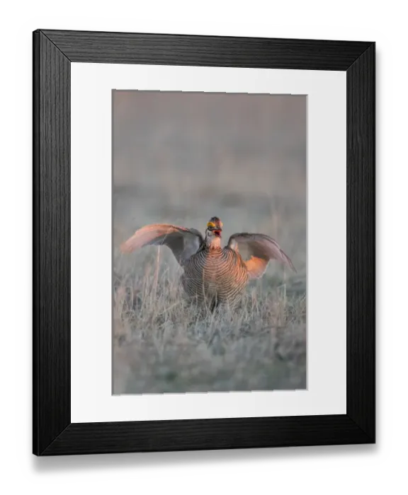 Framed Print : Lesser Prairie Chicken (Tympanuchus pallidicinctus) on lek Framed Print : Lesser Prairie Chicken (Tympanuchus pallidicinctus) on lek