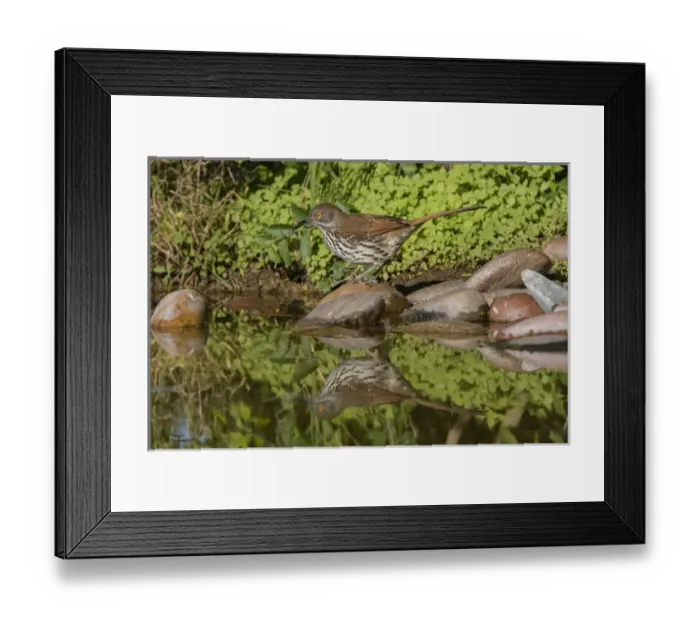 Framed Print : Long-billed Thrasher (Toxostoma longirostris) drinking and bathing