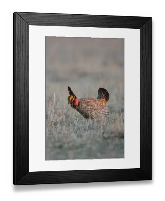 Framed Print : Lesser Prairie Chicken (Tympanuchus pallidicinctus) on lek Framed Print : Lesser Prairie Chicken (Tympanuchus pallidicinctus) on lek