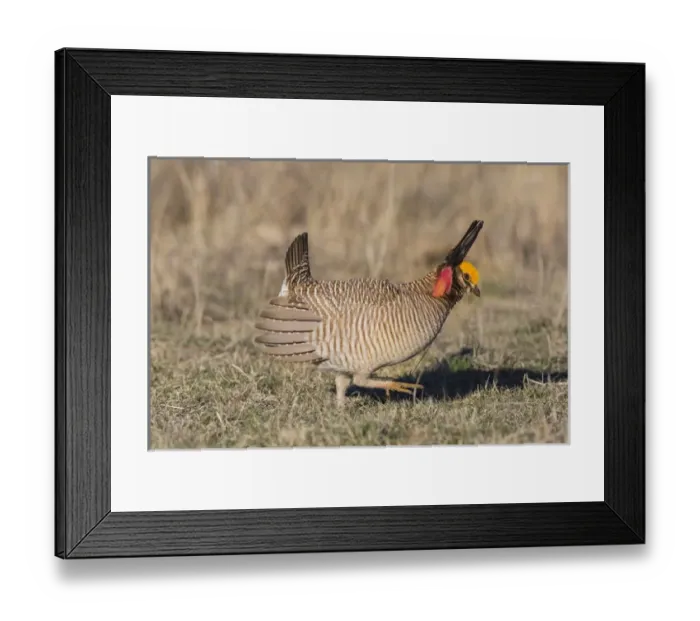 Framed Print : Lesser Prairie Chicken (Tympanuchus pallidicinctus) on lek
