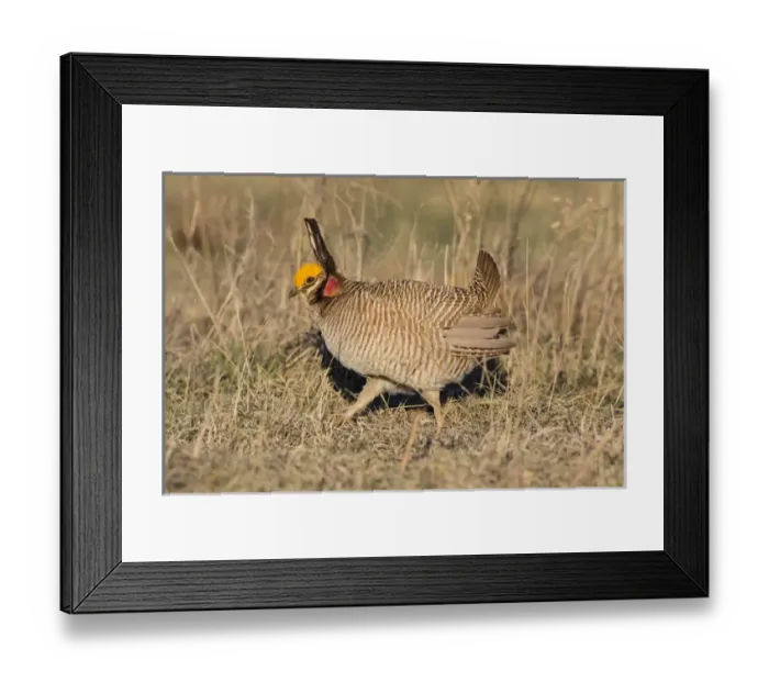 Framed Print : Lesser Prairie Chicken (Tympanuchus pallidicinctus) on lek Framed Print : Lesser Prairie Chicken (Tympanuchus pallidicinctus) on lek