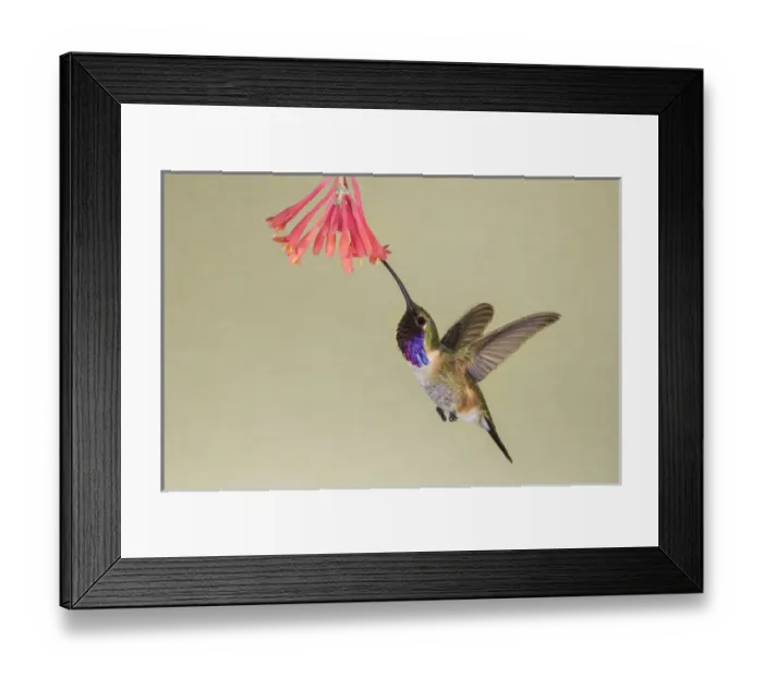 Framed Print : Lucifer Hummingbird (Calothorax lucifer) feeding