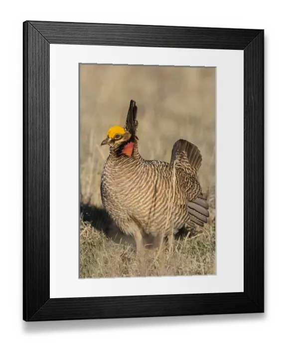 Framed Print : Lesser Prairie Chicken (Tympanuchus pallidicinctus) on lek
