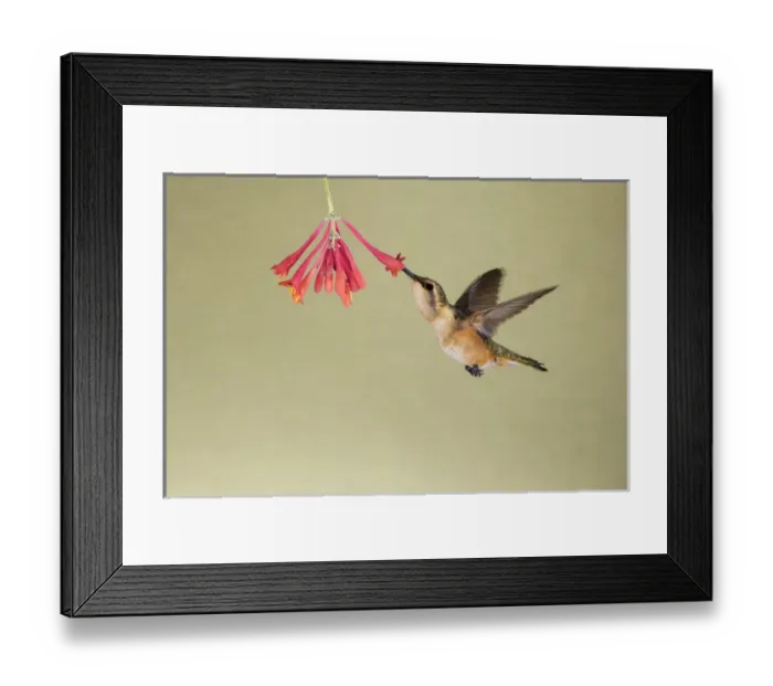 Framed Print : Lucifer Hummingbird (Calothorax lucifer) feeding Framed Print : Lucifer Hummingbird (Calothorax lucifer) feeding